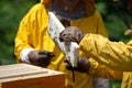 Apiarists working Royalty Free Stock Photo
