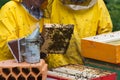Apiarists working Royalty Free Stock Photo