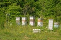 Apiary beehive boxes in a flower field