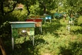 Apiary