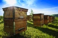 Apiary