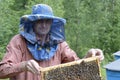 An apiary. Beekeeper holding the frame with honeycombs above the hive