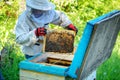 Apiary. The beekeeper works with bees near the hives Royalty Free Stock Photo