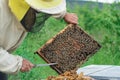 Apiary. The beekeeper works with bees near the hives. Apiculture. Royalty Free Stock Photo