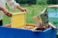 Apiary. The beekeeper works with bees near the hives. Apiculture. Royalty Free Stock Photo