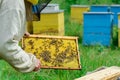 Apiary. The beekeeper works with bees near the hives. Apiculture. Royalty Free Stock Photo
