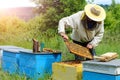Apiary. The beekeeper works with bees near the hives. Apiculture. Royalty Free Stock Photo