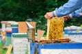 Apiary. The beekeeper works with bees near the hives. Apiculture. Theme of beekeeping.