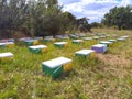 Apiary With Colored Hives For Bees That Extract Honey