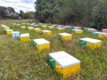 apiary with colored hives for bees that extract honey