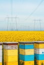 Apiary crates in canola field, colorful wooden beehive wooden boxes on plantation with electricity pylons in background