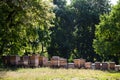 Apiary farm - bees hives in shadow of trees in summer time