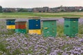 Apiary in the field of blue phacelia.