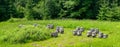 Apiary in forest. Wooden hives for honey bees among green grass and flowers