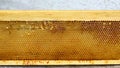 Apiary hive frame with bees wax structure full of fresh bee honey in honeycombs