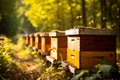 Apiary Scene: Producing Honey in Beehives. AI