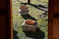 Apiary in the spring, the beekeeper cleans the hive boxes and takes them to the meadow. view from the door of a simple wooden hut.