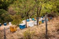 Apiary. Wooden bee hives in the forest