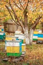 Apiary with wooden old beehives in fall. Preparing bees for wintering. Autumn flight of bees before frosts. Warm weather in apiary