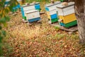 Apiary with wooden old beehives in fall. Preparing bees for wintering. Autumn flight of bees before frosts. Warm weather in apiary