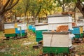 Apiary with wooden old beehives in fall. Preparing bees for wintering. Autumn flight of bees before frosts. Warm weather in apiary