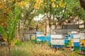 Apiary with wooden old beehives in fall. Preparing bees for wintering. Autumn flight of bees before frosts. Warm weather in apiary