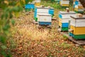 Apiary with wooden old beehives in fall. Preparing bees for wintering. Autumn flight of bees before frosts. Warm weather in apiary