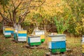 Apiary with wooden old beehives in fall. Preparing bees for wintering. Autumn flight of bees before frosts. Warm weather in apiary