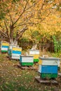Apiary with wooden old beehives in fall. Preparing bees for wintering. Autumn flight of bees before frosts. Warm weather in apiary