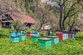 Apiary yard on the grass