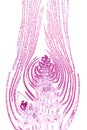 Apical bud of an aquatic plant, longitudinal section, 20X light micrograph