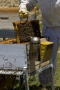 Apiculture