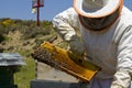 Apiculture