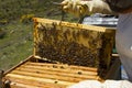 Apiculture