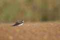 Apine swift Oiseaux du Djoudj National Park.