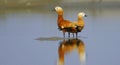A pair of Ruddy Shellducks or Brahimney Ducks Royalty Free Stock Photo