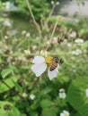 Apis cerana. Planted in spring Royalty Free Stock Photo