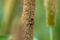 Apis dorsata, the giant honey bee laying eggs on a pearl millet corn at Parinche village near Saswad in Maharashtra Royalty Free Stock Photo