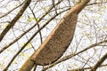 Apis dorsata giant honey bee nest Perdana Botanical Gardens, Malaysia Royalty Free Stock Photo