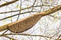 Apis dorsata giant honey bee nest Perdana Botanical Gardens, Malaysia Royalty Free Stock Photo