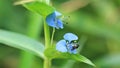 Apis florea on flower.