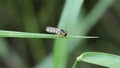 Apis florea resting.