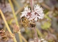 Apis melifera iberiensis - bee on a Mentha pulegium flower