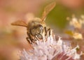 Apis melifera iberiensis - little bee on a Mentha pulegium flower