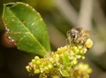 Apis melifera iberiensis - little bee on a small flower