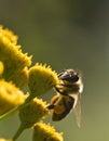 Apis mellifera