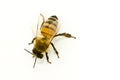 Apis mellifera Royalty Free Stock Photo