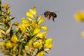 Apis mellifera bee flying towards yellow flowers of the Genista monspessulana bush in the Sierra Mariola de Alcoi