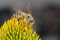 Apis mellifera, buckfast, honey bee Royalty Free Stock Photo