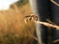 Apis Mellifera Royalty Free Stock Photo